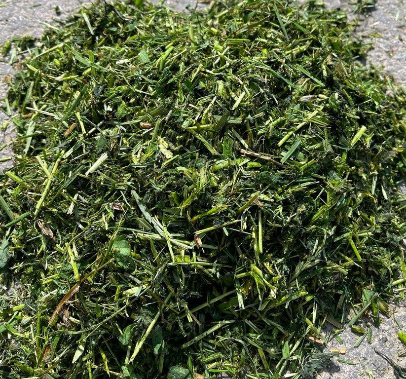 Luzernesilage gehäckselt